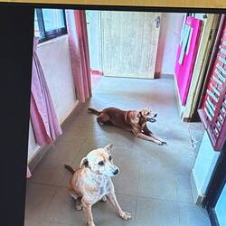 The two dogs who go to school everyday, but they have no desk, so they listen in the hall