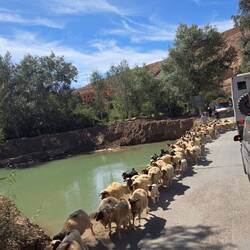 1000 sheep on the way home