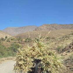 Donkey carrying the days work home