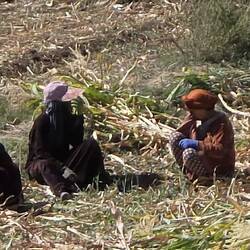 Women resting in the fields