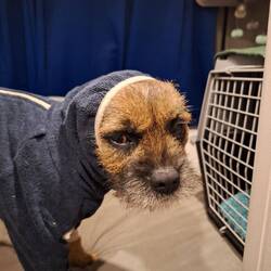 Echt jetzt Frauchen - Pyjama im Campi