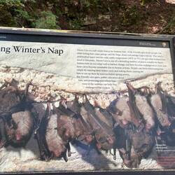 Endangered Indiana bats hibernate in Dixon Cave