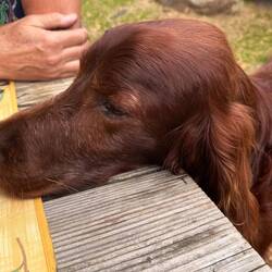 gestatten: "Doogie"...