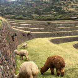 The Alpacas take care of the grass
