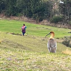 An ibex which reminds us of Patagonia