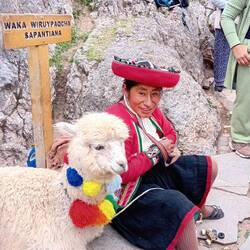 Traditional alpaca shepherd