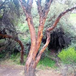Native Peruvian tree