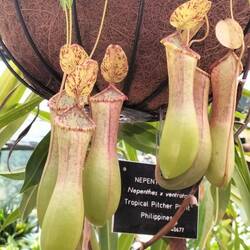 Ook vleesetende planten