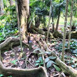 Weer zo'n boom die heel oppervlakkig wortelt