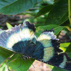 Mooie, grote,vlinder he...even geduld en klik