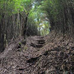 Weg durch Bambusgras