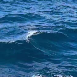 Dolphins!!🐬