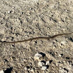 Und schon wieder eine Schlange