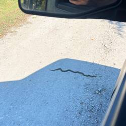 Die tägliche Schlange