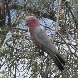 Und er sieht auch gut aus