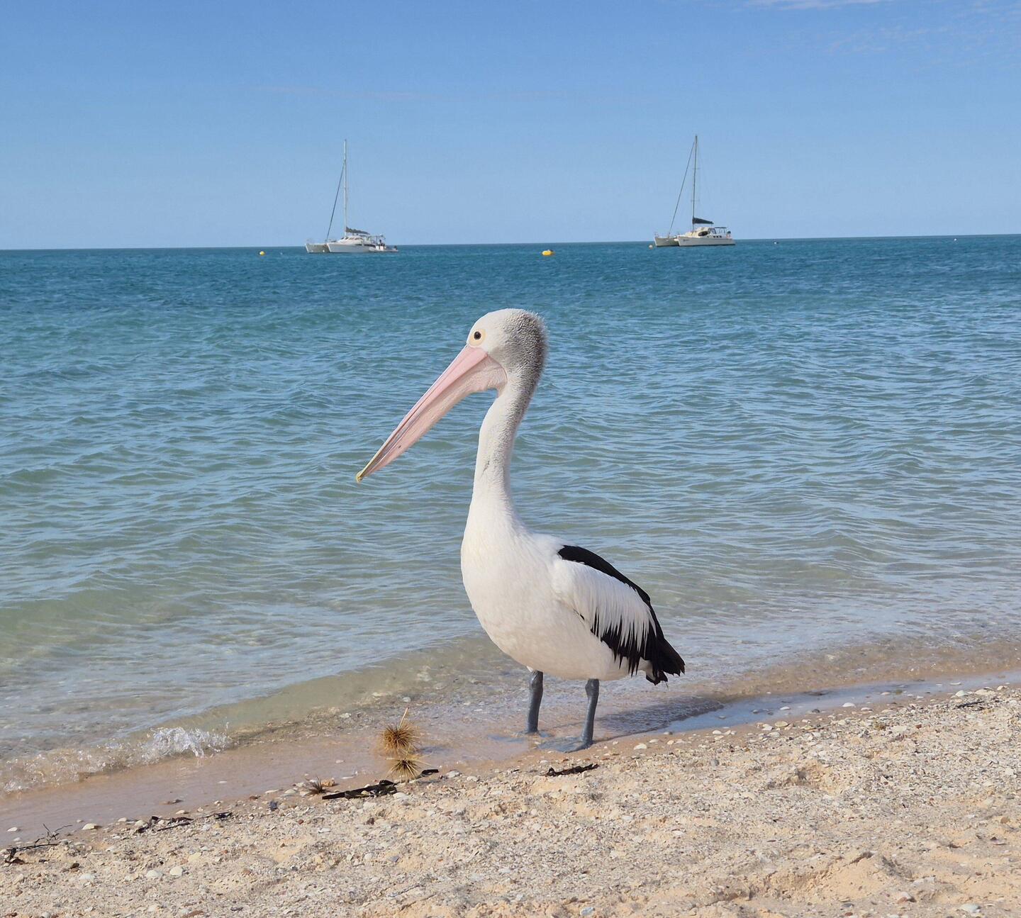 Ein imposanter Pelikan