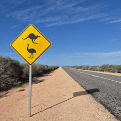 Merke - Känguruh hüpft von links, Emu läuft von rechts vors Auto