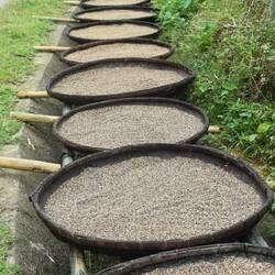 Bamboo baskets drying the rice