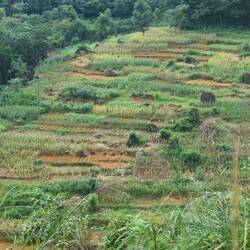 A lot of corn in addition to the rice