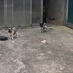 So many puppies around