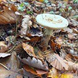 ☠️ Grüner Knollenblätterpilz