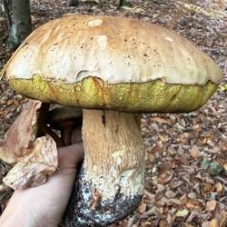 Toller großer Steinpilz