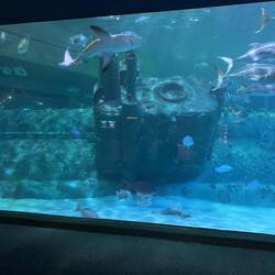 Sehr schön alles gemacht, drei Haifische waren drinnen.