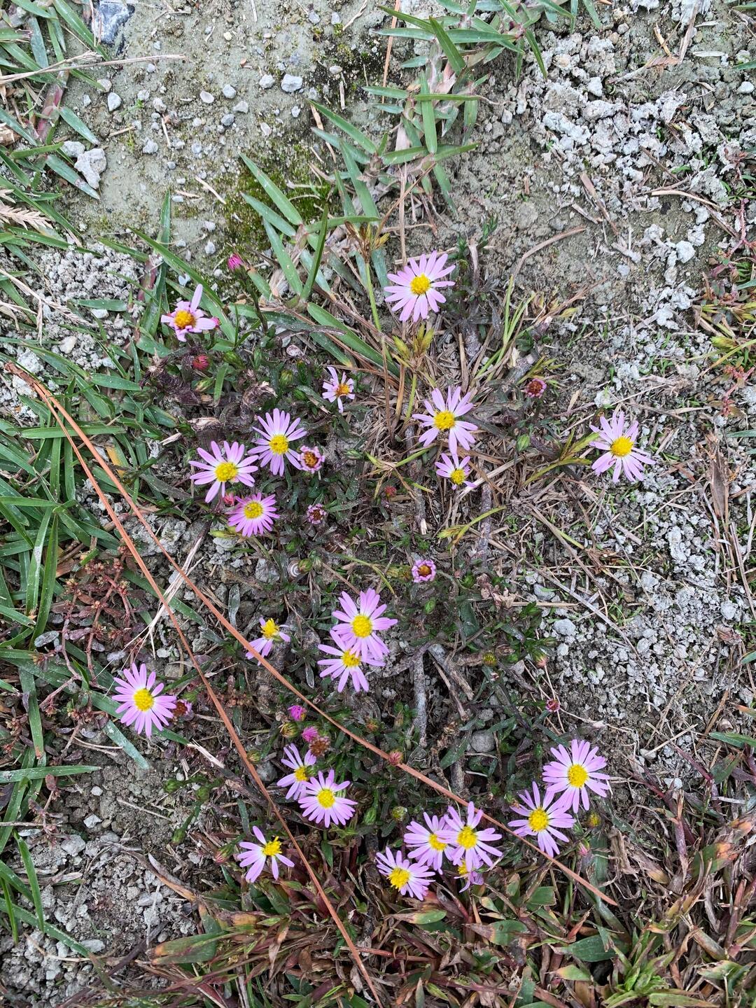 Die kleinen Astern sind sehr zäh, trotzen kargen Boden, Trockenheit aber auch sehr viel Regen