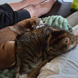 They do tolerate each other