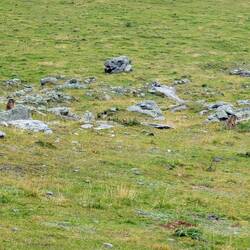 Suchbild: wo sind die Murmeltiere? 😀