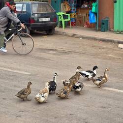 In a country where chickens are de-feathered in terrible machines, these ducks were pretty confident