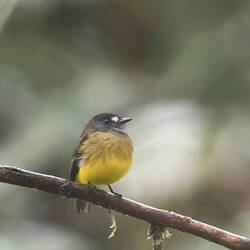 Grauflecken-Schnäppertyrann