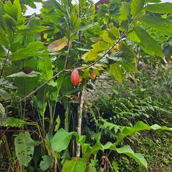 Hier wächst auch Kakao, und es gibt viel Schokolade in Mindo zu kaufen