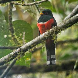 Jungferntrogon