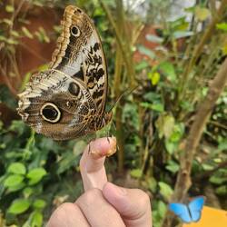 Schmetterlinge im Mariposario Nathaly House