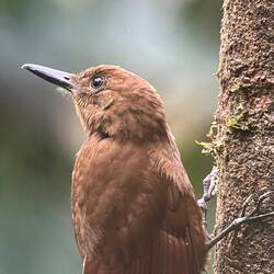Grauwangen-Baumsteiger