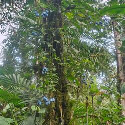 Burmeistera/Glockenblumengewächs