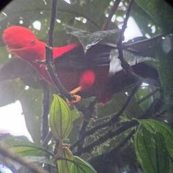 Andenfelsenhahn. Die folgenden Bilder wurden mit einem Teleobjektiv aufgenommen