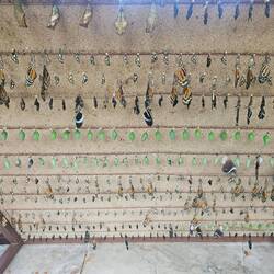 Verschiedene Entwicklungsphasen des Schmetterlings