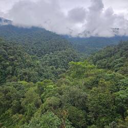Mindo liegt in einem Dschungelgebiet, welches aber nicht zum Amazonas gehört