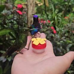 Die mögen Zuckerwasser