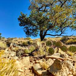 Prickly Pear - Die stachelige Birne so heißt der Kaktus