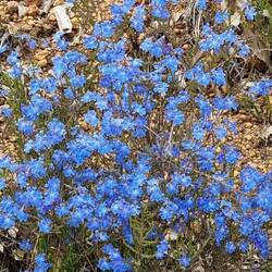 Blue flowers