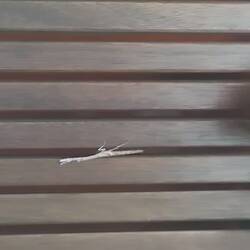 Literal stick animal