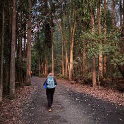 Beautiful morning in the eucalyptus forest.
