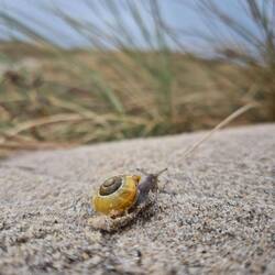 Dünen-Schnecke 🐌 🌾