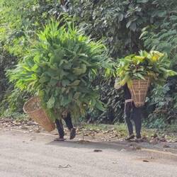 Zwei wandernde Bäume