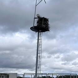 Ospreys don't only build nests on Lock and marina structures on the ICW