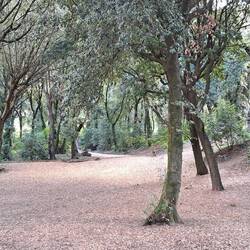 Dopo un po', sei a Caras Galadhon😅🥰