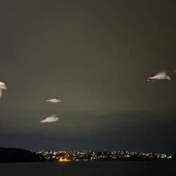 Seagulls hitching a ride on the Manly Ferry air currents.